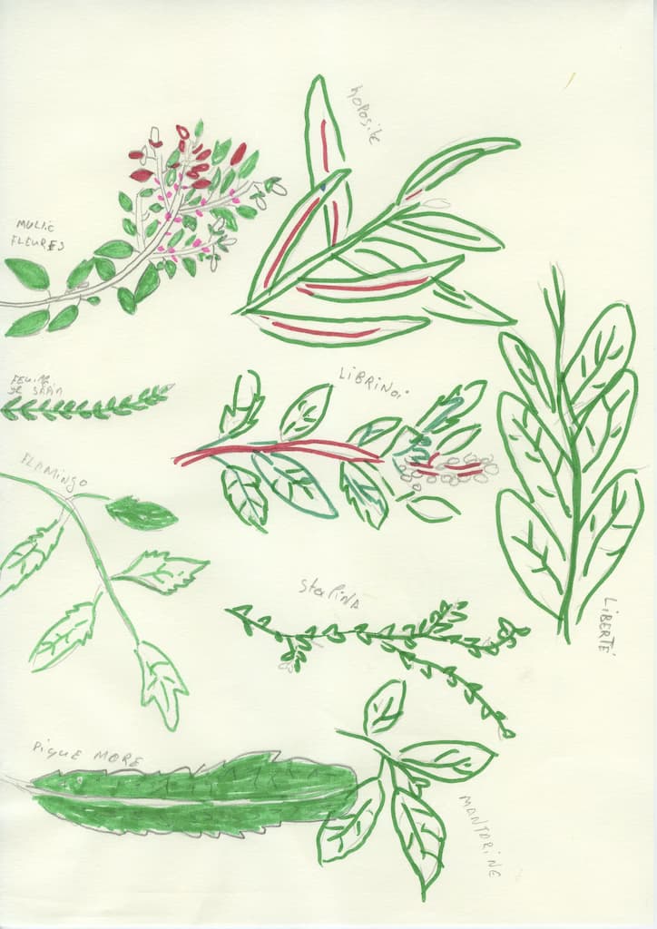 Photo de HERBIER DE LA MURAILLE